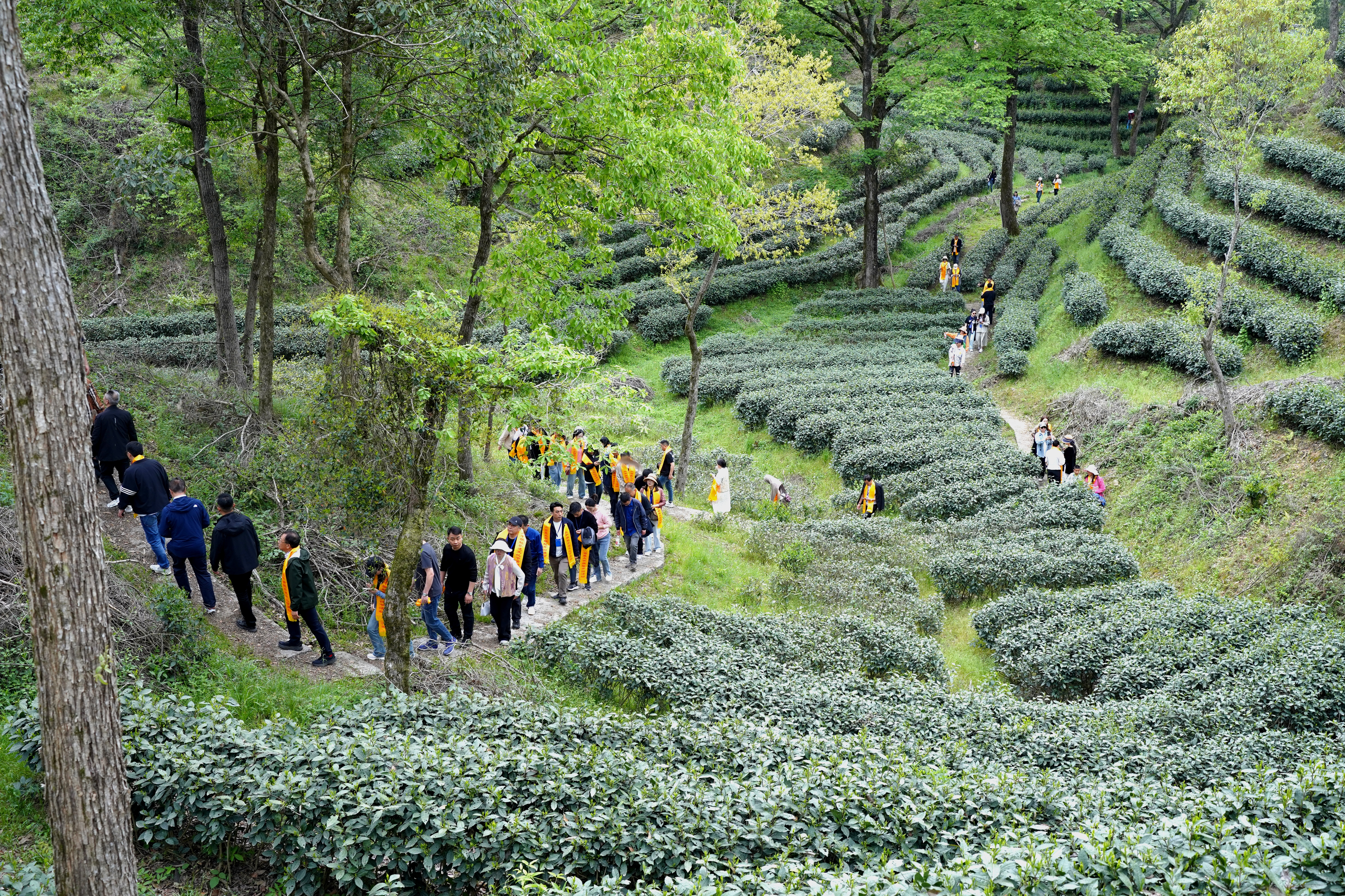 ​春茶飘香时，六百里太平猴魁正式开采