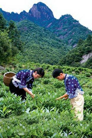 黄山毛峰价格走低.jpg