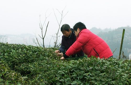 太平猴魁茶叶.jpg