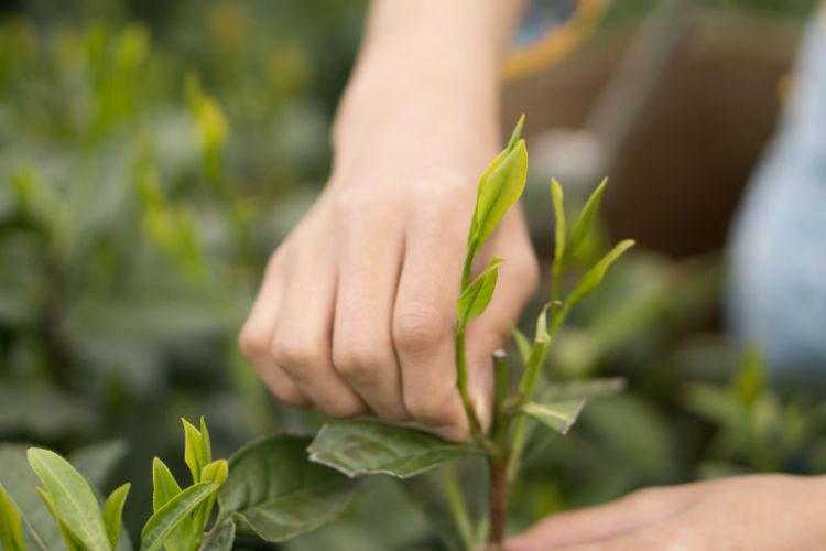 太平猴魁是最大、最好、最珍贵的茶.jpg